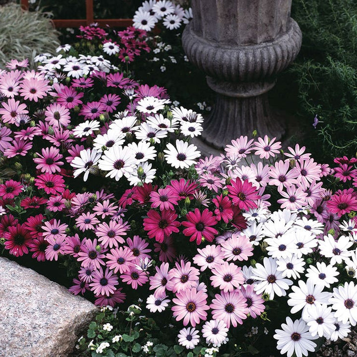 Osteospermum Flower Seeds Mixed Varieties, Heirloom Non-GMO Colorful Daisy Seeds for Planting
