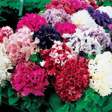 All Double Petunia Seeds Full Double Bloom Petunias High Germination Garden Seeds heirloom non-gmo seeds