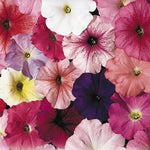 Celebrity Petunia Seeds Bright Multicolor Garden Petunias High Germination Garden Seeds heirloom non-gmo seeds