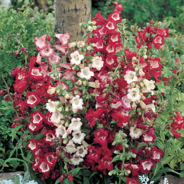 Esprit Penstemon Seeds Multicolor Beardtongue Blend High Germination Garden Seeds heirloom non-gmo seeds