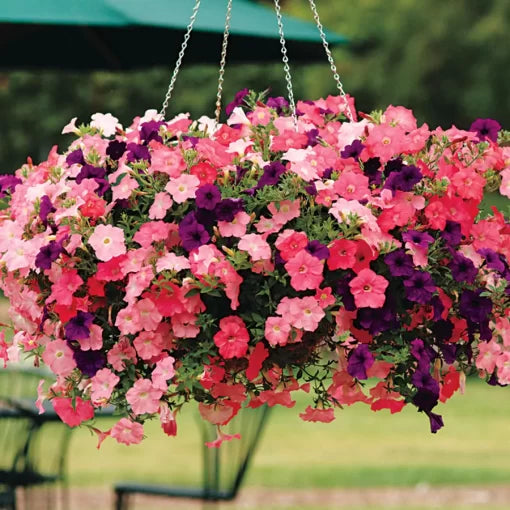 Beachcomber Petunia Seeds Easy Wave Color Blend Petunias High Germination Garden Seeds heirloom non-gmo seeds