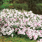 Silver Petunia Seeds Soft Silver-Grey Blooming Petunia High Germination Garden Seeds heirloom non-gmo seeds