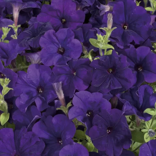 Blue Petunia Seeds Celebrity Bright Blue Garden Petunias High Germination Garden Seeds heirloom non-gmo seeds