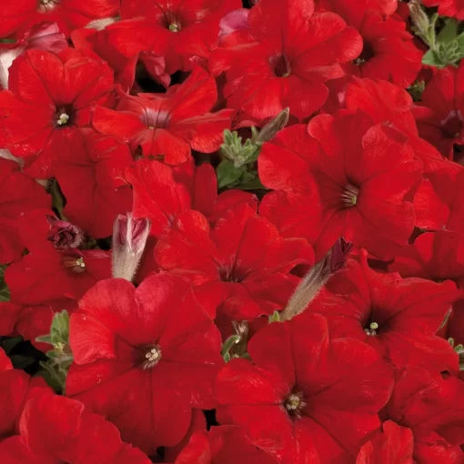 Red Petunia Seeds Celebrity Bright Red Petunia Variety High Germination Garden Seeds heirloom non-gmo seeds