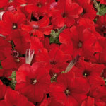 Red Petunia Seeds Celebrity Bright Red Petunia Variety High Germination Garden Seeds heirloom non-gmo seeds