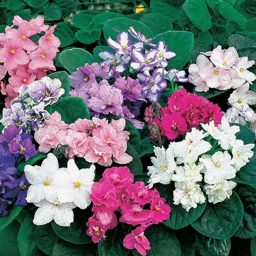 African Violet Seeds Fantasy Hybrid Colorful Violet High Germination Garden Seeds heirloom non-gmo seeds