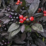 Black Pearl Ornamental Pepper Seeds Dark Foliage with Black & Red Peppers High Germination Garden Seeds heirloom non-gmo seeds