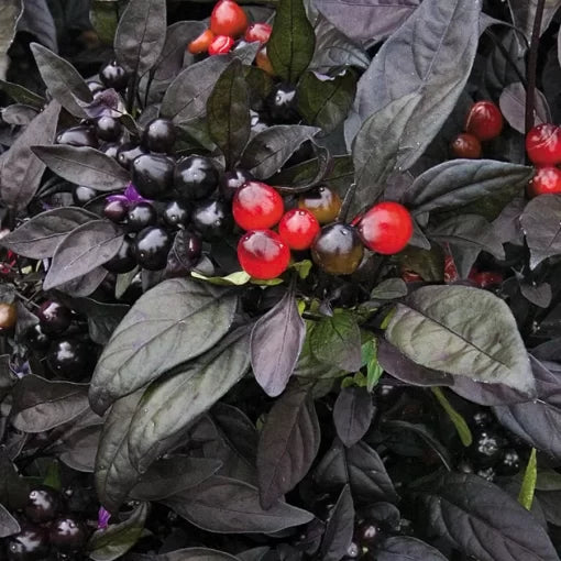 Black Pearl Ornamental Pepper Seeds Dark Foliage with Black & Red Peppers High Germination Garden Seeds heirloom non-gmo seeds