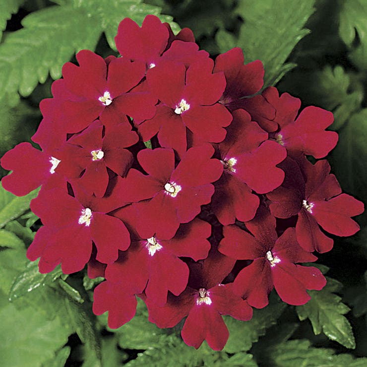 flowers high quality flower seeds for growing vibrant and colorful blooms in home gardens and landscapes organic flowers premium organic flower seeds for sustainable gardening and beautiful blossoms suitable for all climates