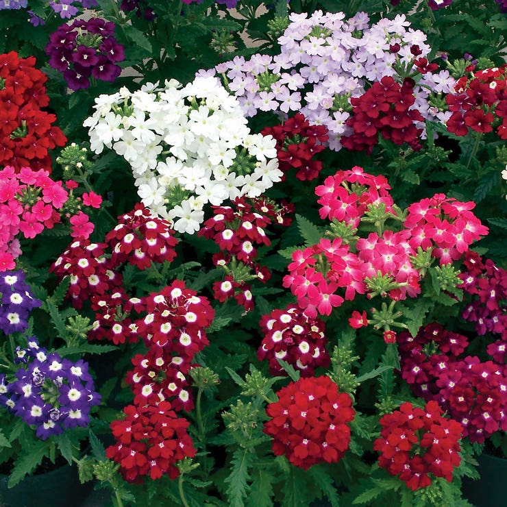 flowers high quality flower seeds for growing vibrant and colorful blooms in home gardens and landscapes organic flowers premium organic flower seeds for sustainable gardening and beautiful blossoms suitable for all climates