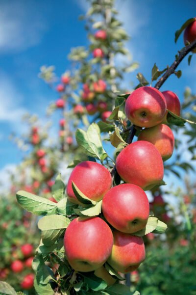 Kanzi Apple (Malus domestica)