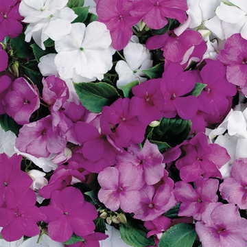 Sunny Lady Moon Impatiens Seeds Soft Pastel Color Blend High Germination Garden Seeds heirloom non-gmo seeds