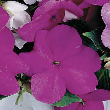 Sunny Lady Lavender Impatiens Seeds Soft Blue-Lavender Impatiens High Germination Garden Seeds heirloom non-gmo seeds