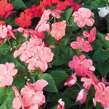 Sunny Lady Pink Impatiens Seeds Bright Pink Shade-Loving Impatiens High Germination Garden Seeds heirloom non-gmo seeds