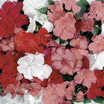 Sunny Lady Tropical Fruit Impatiens Seeds Vibrant Multicolor Blooms High Germination Garden Seeds heirloom non-gmo seeds