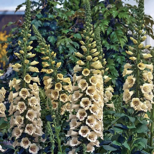 Cream Foxglove Seeds Camelot Cream Tall Foxglove Blend High Germination Garden Seeds heirloom non-gmo seeds