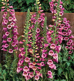 Rose Hybrid Foxglove Seeds Camelot Rose-Toned Hybrid Foxglove High Germination Garden Seeds heirloom non-gmo seeds