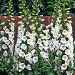 White Hybrid Foxglove Seeds Camelot Tall White Foxglove Variety High Germination Garden Seeds heirloom non-gmo seeds