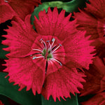 flowers high quality flower seeds for growing vibrant and colorful blooms in home gardens and landscapes organic flowers premium organic flower seeds for sustainable gardening and beautiful blossoms suitable for all climates