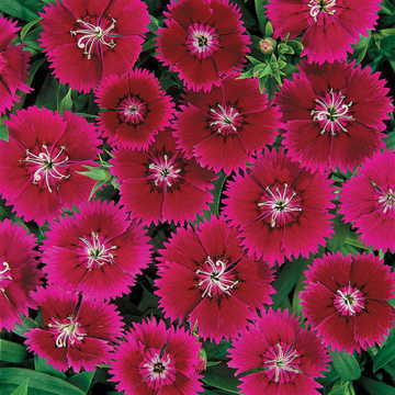 Ideal Violet Dianthus Seeds Compact Violet Fragrant Pinks High Germination Garden Seeds heirloom non-gmo seeds