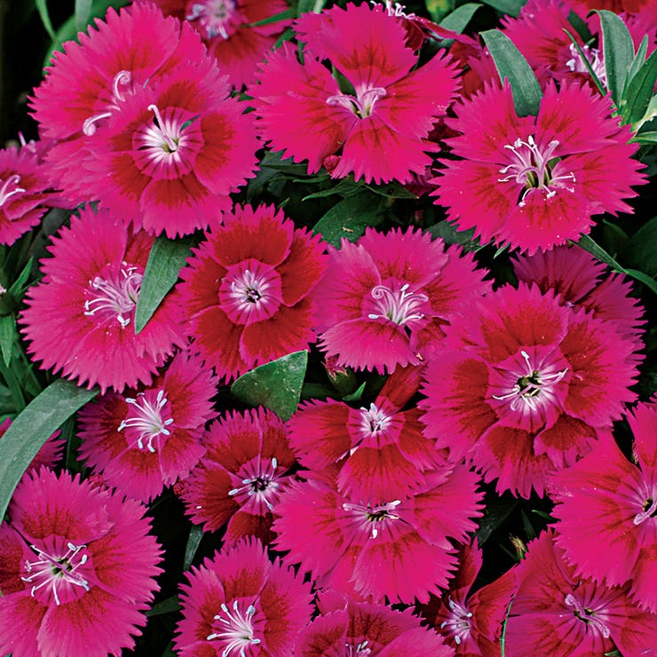 flowers high quality flower seeds for growing vibrant and colorful blooms in home gardens and landscapes organic flowers premium organic flower seeds for sustainable gardening and beautiful blossoms suitable for all climates