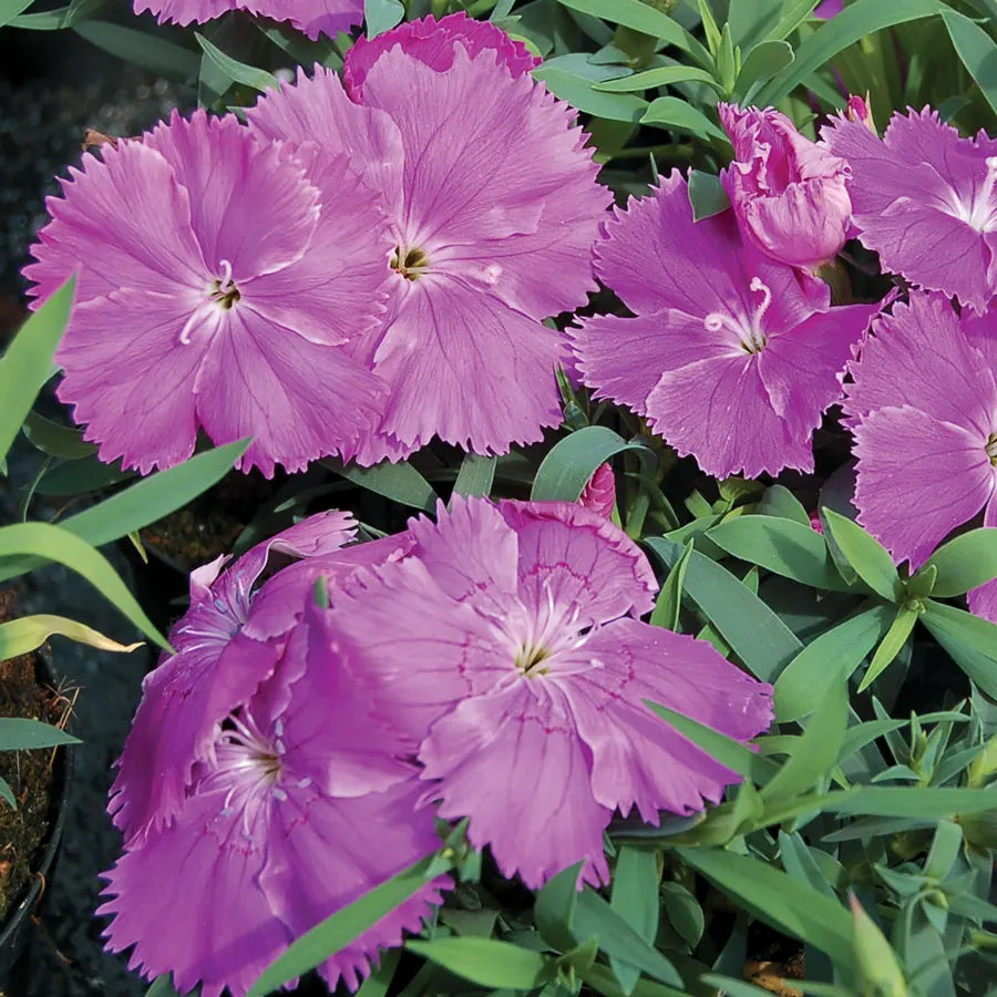 Diana Blueberry Dianthus Seeds