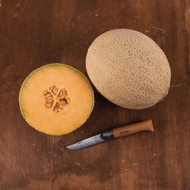 Triton Melon Seed