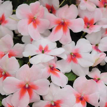 Cherry Splash Hybrid Impatiens Seeds Red-White Splash Shade Impatiens High Germination Garden Seeds heirloom non-gmo seeds