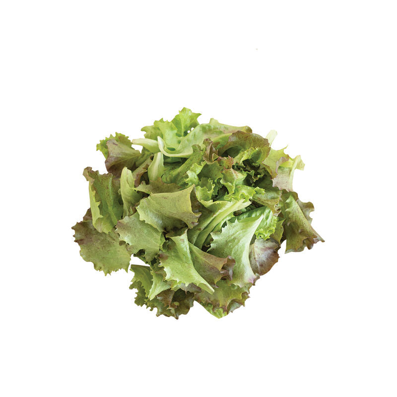 Red Sails Lettuce Seeds Heirloom Non-GMO High Germination Organic Garden Seeds