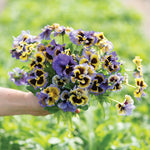 flowers high quality flower seeds for growing vibrant and colorful blooms in home gardens and landscapes organic flowers premium organic flower seeds for sustainable gardening and beautiful blossoms suitable for all climates