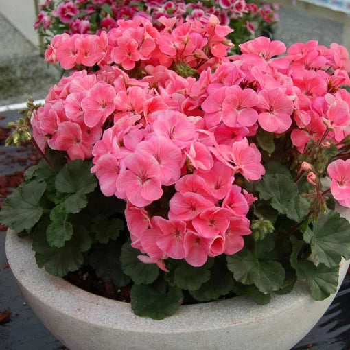 Salmon Geranium Seeds Soft Coral Nano-Type Geranium High Germination Garden Seeds heirloom non-gmo seeds