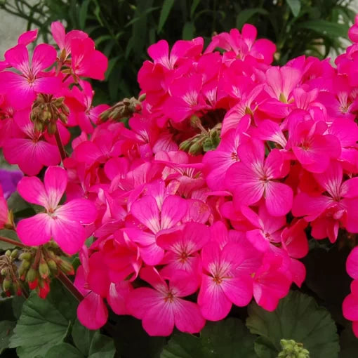 Pink Geranium Flower Seeds Compact Soft Pink Zonal Geranium High Germination Garden Seeds heirloom non-gmo seeds