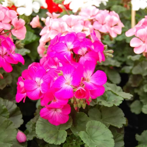 Nano Deep Rose Geranium Seeds Compact Deep Rose Geranium Variety High Germination Garden Seeds heirloom non-gmo seeds