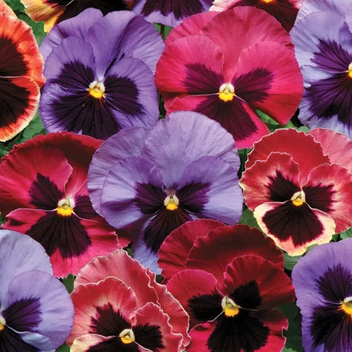 Coastal Sunrise Pansy Seeds Matrix Yellow-Pink Blended Pansies High Germination Garden Seeds heirloom non-gmo seeds