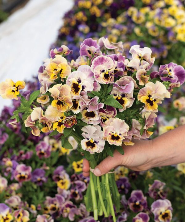 Majestic Giants II Formula Mix Viola Seed