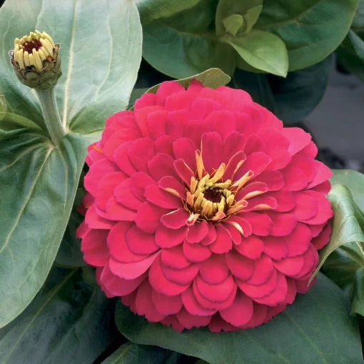 Cherry Zinnia Seeds Magellan Series Large Bloom Zinnias High Germination Garden Seeds Zinnia elegans heirloom non-gmo seeds
