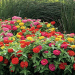 Magellan Zinnia Seeds Full-Color Hybrid Zinnia Collection High Germination Garden Seeds Zinnia elegans heirloom non-gmo seeds