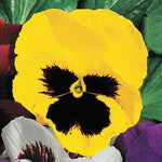 Whopper Yellow Pansy Seeds Large Flowering Bright Yellow Pansies High Germination Garden Seeds heirloom non-gmo seeds