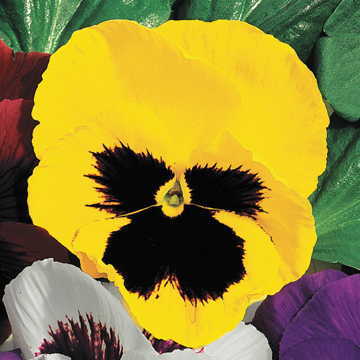 Whopper Yellow Pansy Seeds Large Flowering Bright Yellow Pansies High Germination Garden Seeds heirloom non-gmo seeds