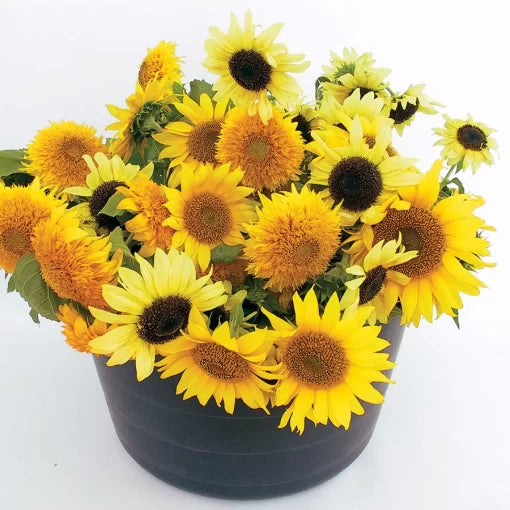 Dwarf Sunflower Seeds Compact Multi-Color Sunflower Blend High Germination Garden Seeds Helianthus annuus heirloom non-gmo seeds