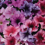 Bunny Ears Viola Seeds Unique Ear-Shaped Viola Blooms High Germination Garden Seeds heirloom non-gmo seeds