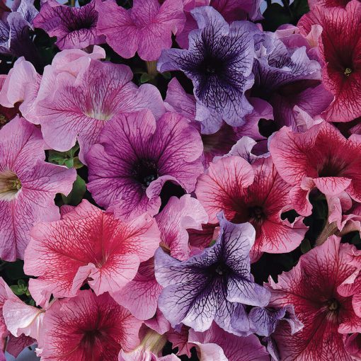 Bunny Ears Viola Seeds Unique Ear-Shaped Viola Blooms High Germination Garden Seeds heirloom non-gmo seeds