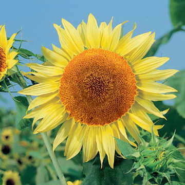 Russian Mammoth Sunflower Seeds Giant Sunflowers High Germination Garden Seeds Helianthus annuus heirloom non-gmo seeds