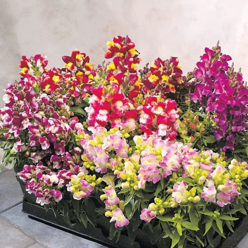 Bicolor Snapdragon Seeds Floral Showers Garden Blooms High Germination Garden Seeds heirloom non-gmo seeds