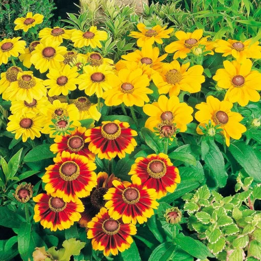 Toto Rudbeckia Seeds Compact Multicolor Rudbeckia Variety High Germination Garden Seeds heirloom non-gmo seeds