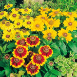 Toto Rudbeckia Seeds Compact Multicolor Rudbeckia Variety High Germination Garden Seeds heirloom non-gmo seeds