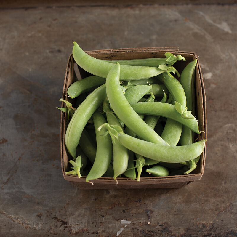 Sugar Lace II Pea Seeds | Stringless High-Sugar Snap Peas – Heirloom, Non-GMO, High Germination Organic Garden Seeds