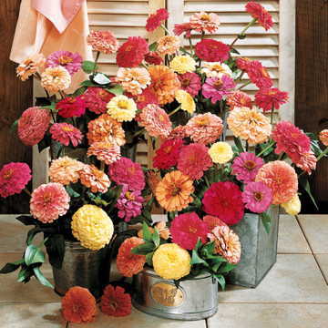 Cutting Blend Full Zinnia Seeds Tall Mixed Cut-Flower Zinnias High Germination Garden Seeds Zinnia elegans heirloom non-gmo seeds