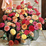 Cutting Blend Full Zinnia Seeds Tall Mixed Cut-Flower Zinnias High Germination Garden Seeds Zinnia elegans heirloom non-gmo seeds