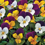 Jump Up Viola Seeds Early Blooming Multicolor Viola Blend High Germination Garden Seeds heirloom non-gmo seeds